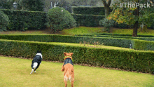 Playing The Pack GIF - Playing The Pack Dogs GIFs