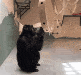 a chimpanzee is standing on its hind legs looking up at a large white object