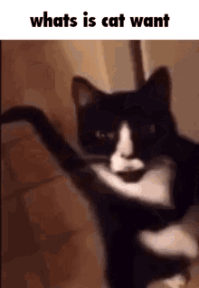 Esmbot Cat GIF - Esmbot Cat Whats GIFs