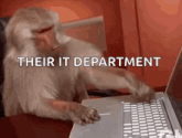 a monkey is typing on a laptop with the words their it department above it