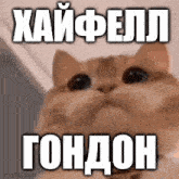 a close up of a cat 's face with a caption in a foreign language .