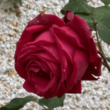 Roses Rose Flower GIF - Roses Rose Rose Flower GIFs