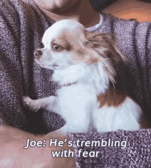 Joe Sugg Dog GIF - Joe Sugg Dog Thatcherjoe GIFs