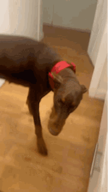 a brown dog wearing a red collar is standing on its hind legs on a wooden floor .