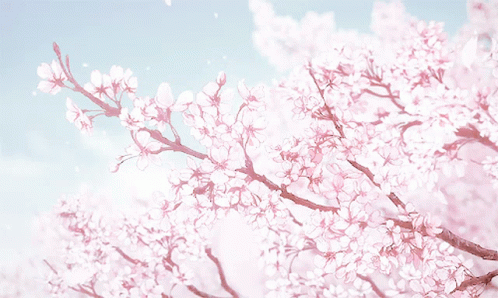 HD wallpaper anime anime girls bicycle cherry blossom school uniform   Wallpaper Flare