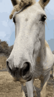 Horse Camargue GIF
