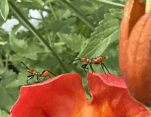 two ants are sitting on a red flower petal