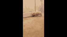Pig Dancing GIF - Pig Dancing Pickel GIFs
