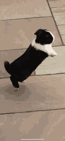 a black and white dog is running on its hind legs on a tiled floor .