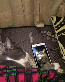 a cat laying on a couch next to a phone