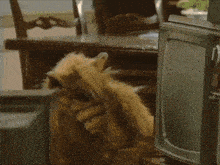 a stuffed animal sitting in front of a television