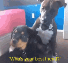 Best Friends Dog GIF - Best Friends Dog GIFs