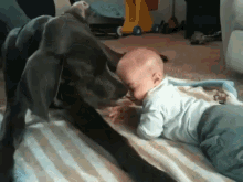 Checking In GIF - Animals Babies Dog GIFs