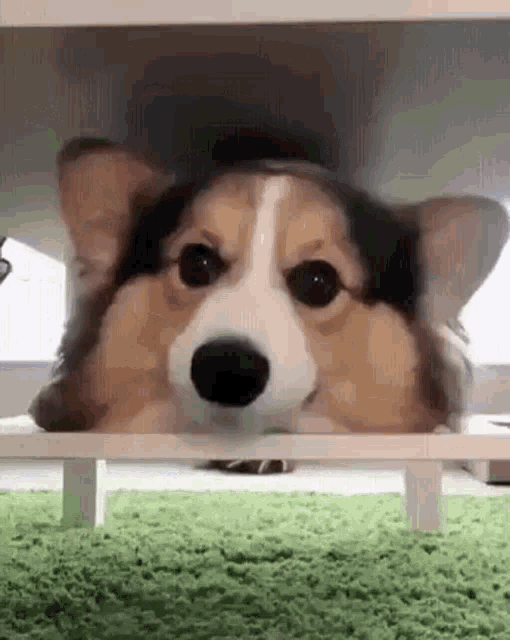 Corgi Dog GIF - Corgi Dog Cute - Discover & Share GIFs