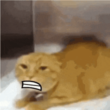 Bfdi Mouth Screaming Cat GIF - Bfdi Mouth Screaming Cat Cat GIFs