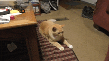 Goldy Cat GIF - Goldy Cat Resting GIFs