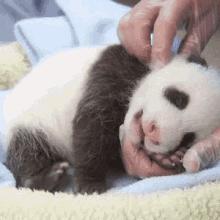 baby panda petting