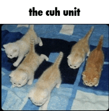 a bunch of kittens are laying on a blue blanket with the caption the cuh unit