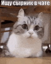 a cat is sitting under a table and looking at the camera with a surprised look on its face .