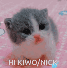 Kiwo Kiwonick GIF - Kiwo Kiwonick Nick GIFs