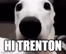 Hi Trenton GIF - Hi Trenton GIFs