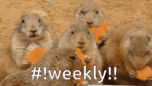 Weekly Groundhogs GIF