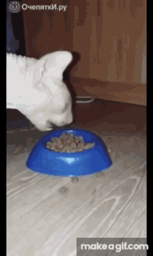 Hungry Cat GIF