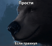 мемы медведь GIF - мемы медведь прости GIFs