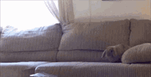 Fast Quick GIF - Fast Quick Bunny GIFs