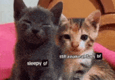 Us Cats GIF - Us Cats Us As Cats GIFs