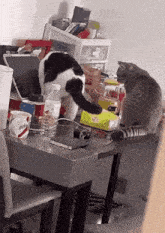 Hoecat Cat GIF - Hoecat Cat Caught GIFs