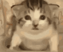 Gato Asustado GIF - Gato Asustado GIFs