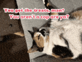 a calico cat laying on a couch with the words you got the treats man