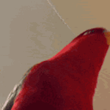 Red Bird Laugh GIF