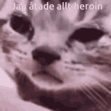 Heroin Katt GIF - Heroin Katt GIFs