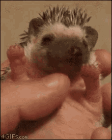 Hedgehog Baby GIF