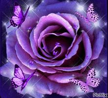 Rose Magic GIF