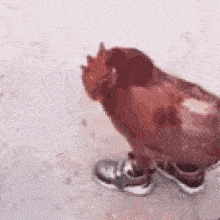a chicken is wearing a pair of sneakers on its legs .