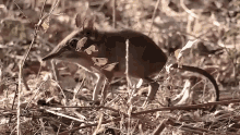 ハネジネズミ　코끼리땃쥐 GIF