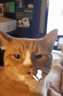 Deal With It Cat GIF - Deal With It Cat Smoke GIFs