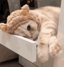 Cat Bear GIF - Cat Bear Sleep GIFs