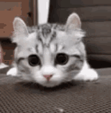 Cat Curious GIF - Cat Curious GIFs