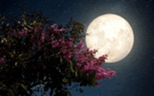 a full moon behind a tree with pink flowers .