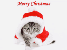 Christmas Cat GIF - Christmas Cat GIFs