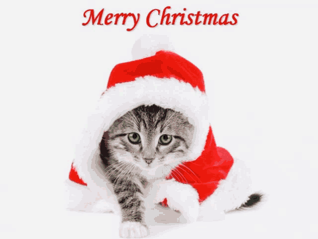 Merry cat christmas hotsell