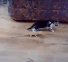 Lizards Are Scaring! GIF - Lizards Cat Scare GIFs