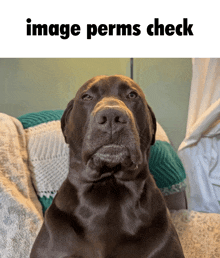 a brown dog laying on a couch with the words image perms check below it