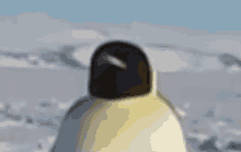 Penguin Nodding GIF - Penguin Nodding GIFs