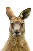 a close up of a kangaroo with red eyes on a white background