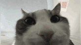a close up of a cat 's face with big eyes